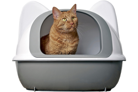 Kedilerde Tuvalet Eğitimi - Bilgi Bankası